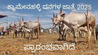 Beginning of Kyamenahalli cattle fair 2025