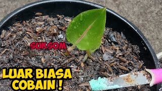 Pupuk Khusus Tunas Anakan Aglaonema agar makin cepat BESAR