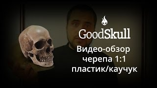 Купить череп 1:1 пластик/каучук от GoodSkull.ru