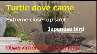 Turtle dove came.2024.11.2 Extreme close_up shot.Japanese bird. Observacion de aves.Paloma.