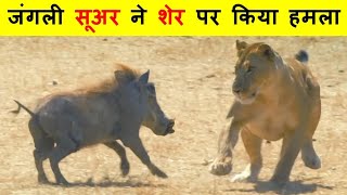 जंगली सूअर का हमला इतना खतरनाक क्यों होते हैं ? WHY WARTHOG ATTACK IS SO DANGEROUS ?