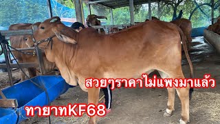 เปิดราคาวัวบรามันทายาทKF68ราคาไม่แพงจัดเลย 10/10/2565