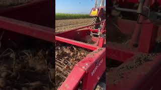 🧅🧅🧅ONION #romania #agricultura #agriculturaromaneasca #grimme #asalift #farming #mezőgazdaság