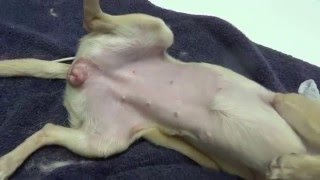 سكس كلاسيكى ساخن Archives سكس نيك Ktatyane Ru