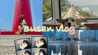 강아지랑 단둘이 부산여행 브이로그/더베이/해변열차/해운대/비용/Busan travel with dog