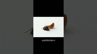 신장병 환자에게 도움이 되는 흑마늘 만드는 방법feat. CLOVA Dubbing