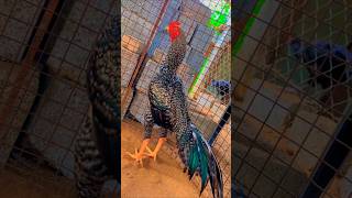 Aseel murga outstanding breed aseel #kingaseel #chicken #birds #allpetloversaseel