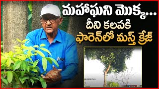 మహాఘని మొక్క ... దీని కలప కు ఫారెన్ లో మస్త్ క్రెజ్ | MahaGhani Plant | Eagle Media Works