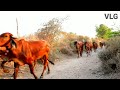 গ্রামের ভারতীয় গির গরু গুজরাটে গ্রামের জীবন hd ভিডিও 2021