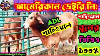 ১০০% শাহিওয়াল বুল আমেরিকান ডেইরি লি: 100% Sahiwal bull in ADL💯🐂🖤এডিএল সিমেন