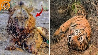 கண் கலங்கவைக்கும் விலங்குகளின் இறுதி நொடிகள் | Last Moments of Animals | Animal Voiceover