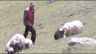 Katun Timar Gatacka Goveda i Farma Ovaca