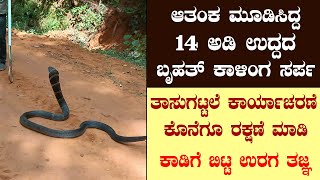 ಆತಂಕ ಮೂಡಿಸಿದ್ದ 14 ಅಡಿ ಉದ್ದದ ಬೃಹತ್ ಕಾಳಿಂಗ ಸರ್ಪ : ತಾಸುಗಟ್ಟಲೆ ಕಾರ್ಯಾಚರಣೆ