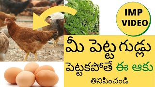 How To Get More Chicks in Hatching of Country Chicken |immediate egg production|kodi gudlu pempakam|