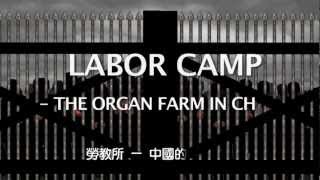 Stop Organ Harvesting in China