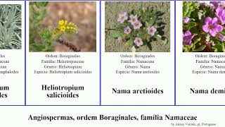 Angiospermas, ordem Boraginales, família Namaceae heliotropium angiosperms jamaicensis arborescens