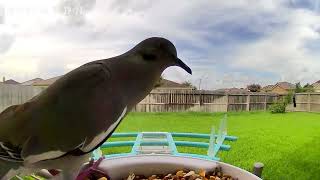 Little Visitors in the Backyard 後院裡的小訪客🐦 #生活vlog #生活日常 #可愛 #可愛い #可愛い鳥 #大自然 #minivlog