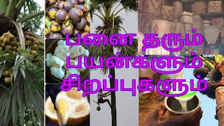 தமிழ் நாட்டின் மாநில மரம் / பனை மரத்தின் பயன்கள்  ஒரு ஆவணத்தொகுப்பு / தமிழ் குரல் / Thamizh Kural