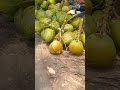 seger nich buah kelapa panas gini dan bisa membuang racun dalam tubuh kita#buahkelapa#viral#yans ph