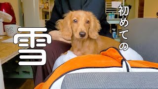 【ミニチュアダックスフンド】初めて雪を見た犬の反応