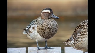 ビデスコ 野鳥 2020.03.07　シマアジ　　(Garganey)