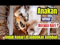 Anakan kenari umur segini/ induk kenari harus di jodohkan kembali/18 Mei 2024