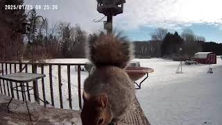 Aww, this is so cute. Listen to the gray squirrel eating birdseed in front of the birdbath cam.