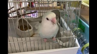 220818【ケージ紹介】みんなの日常②　小桜インコ　我が家の天使たち7羽