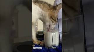 KHUSUS PECINTA KUCING SAJA