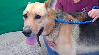 A4335667 Wang Cai | German Shepherd