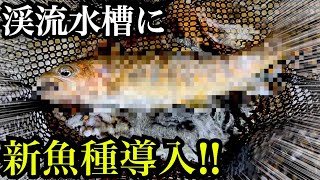 渓流水槽に新魚種を！幻の魚を捕獲する！