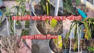 ফেব্রুয়ারি মাসে ড্রাগন গাছের পরিচর্যা #ড্রাগন গাছ পরিচর্যার বিভিন্ন টিপস #Dragon fruit plant Garden