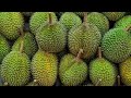 HOW TO OPEN DURIANS | KING OF THE FRUIT DURIAN | முள்நாறி பழம் | டுரியான் #sweethomesingapore