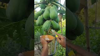 papaya milk for use medical #shorts #viral #youtubeshorts