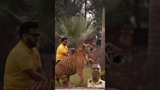 বাঘ গাছে কি করে দেখুন #tiger #viralvideo #funnychellenge #shortvideos #animals #youtubeshorts