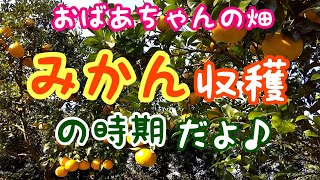 【65】みかん 収穫の時期だよ♪ でこぽん スイートスプリング はっさく せとか 日向夏