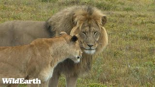 WildEarth - Sunrise Safari -  11 December 2023