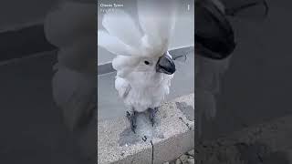 Oiseau Tyson Montre Lincroyable Talent De Tous Ses Animaux