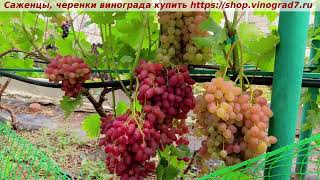 Парад сортов на 27.07.24 года - виноград Кишмиш КАЗАНТИП  https://shop.vinograd7.ru