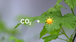 Plants Are Struggling to Keep Up with Rising Carbon Dioxide Concentrations