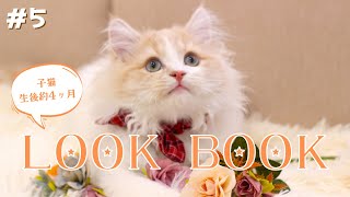 【ラガマフィン】おしゃかわ子猫のLOOK BOOK 【猫カフェデビューへの道＜カンロくん編＞】