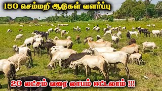 மயிலம்பாடி ஆடு வளர்ப்பு | செம்மறி ஆடு வளர்ப்பு | Semmari aadu valarppu | Tamilnadu Pets | Tamil