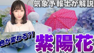 【気象予報士が解説】色が変わる?!紫陽花について