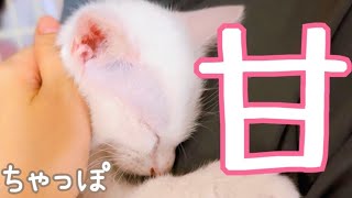 【甘】ゴミ置き場で三日間ひとりぽっちで鳴き続けた保護子猫『ちゃっぽ』巣立つ用意！・健康診断とワクチン。