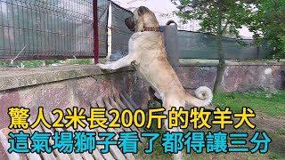 驚人2米長200斤的牧羊犬，這氣場，獅子看了都得讓三分，四條坎高犬鬥狼，無傷取勝！它們的團隊配合