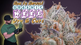 HOW TO HARVEST, DRY & CURE WEED EASILY | ORGANIC MULTI STRAIN RUNS