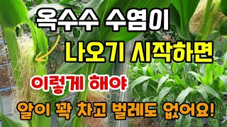 옥수수수염이 나오기 시작하면 이것 해줘야 옥수수가 끝까지 꽉차고 벌레가 없습니다 옥수수는 7월 중순까지 심어요