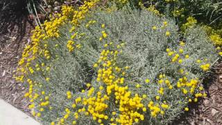 Established sustainable landscaping in East Hemet