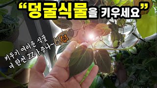 키우기 쉬운 식물 멀리서 찾지말고 덩굴식물 키우세요🌿