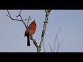 cardinal img 8669